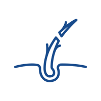Weak Roots